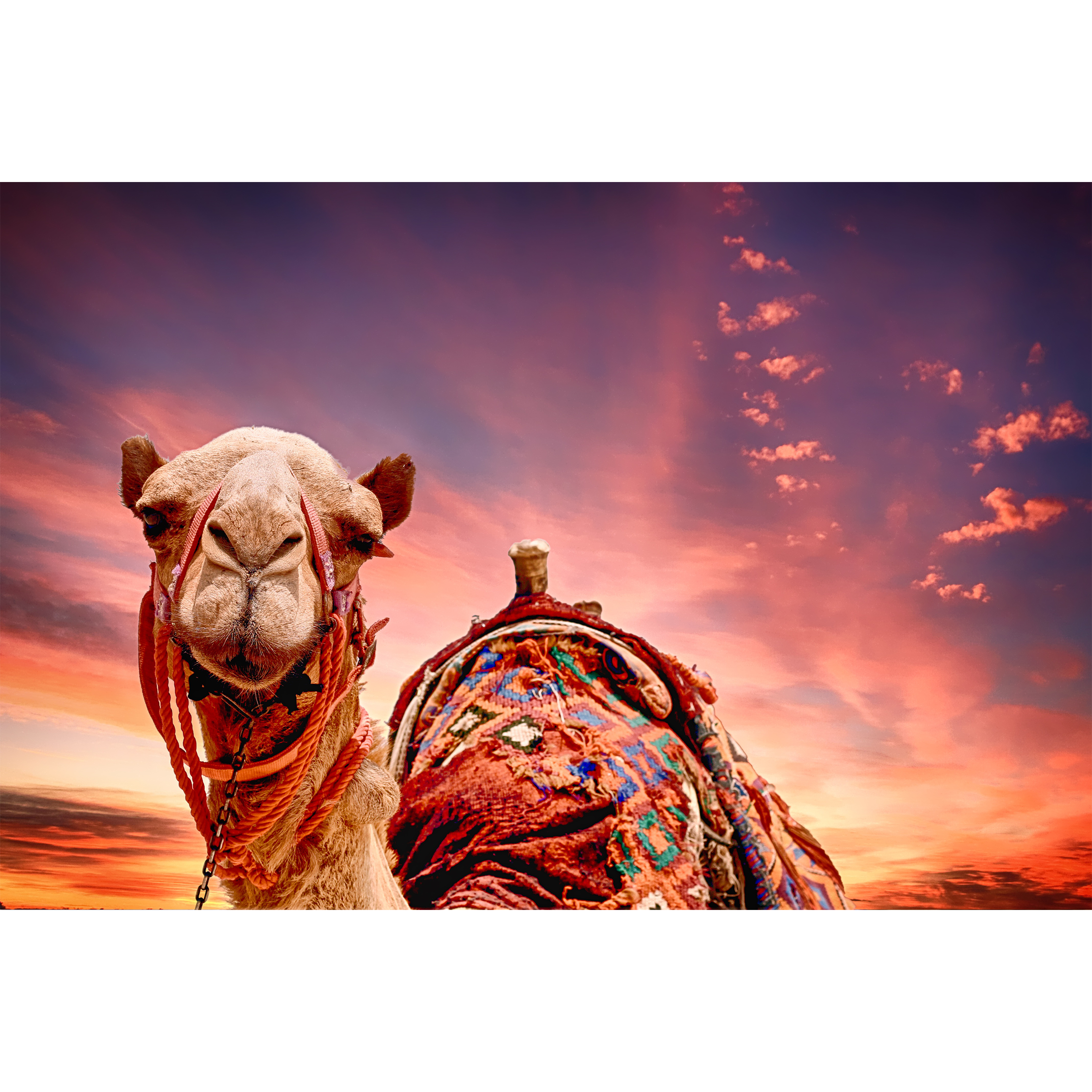 Camellos