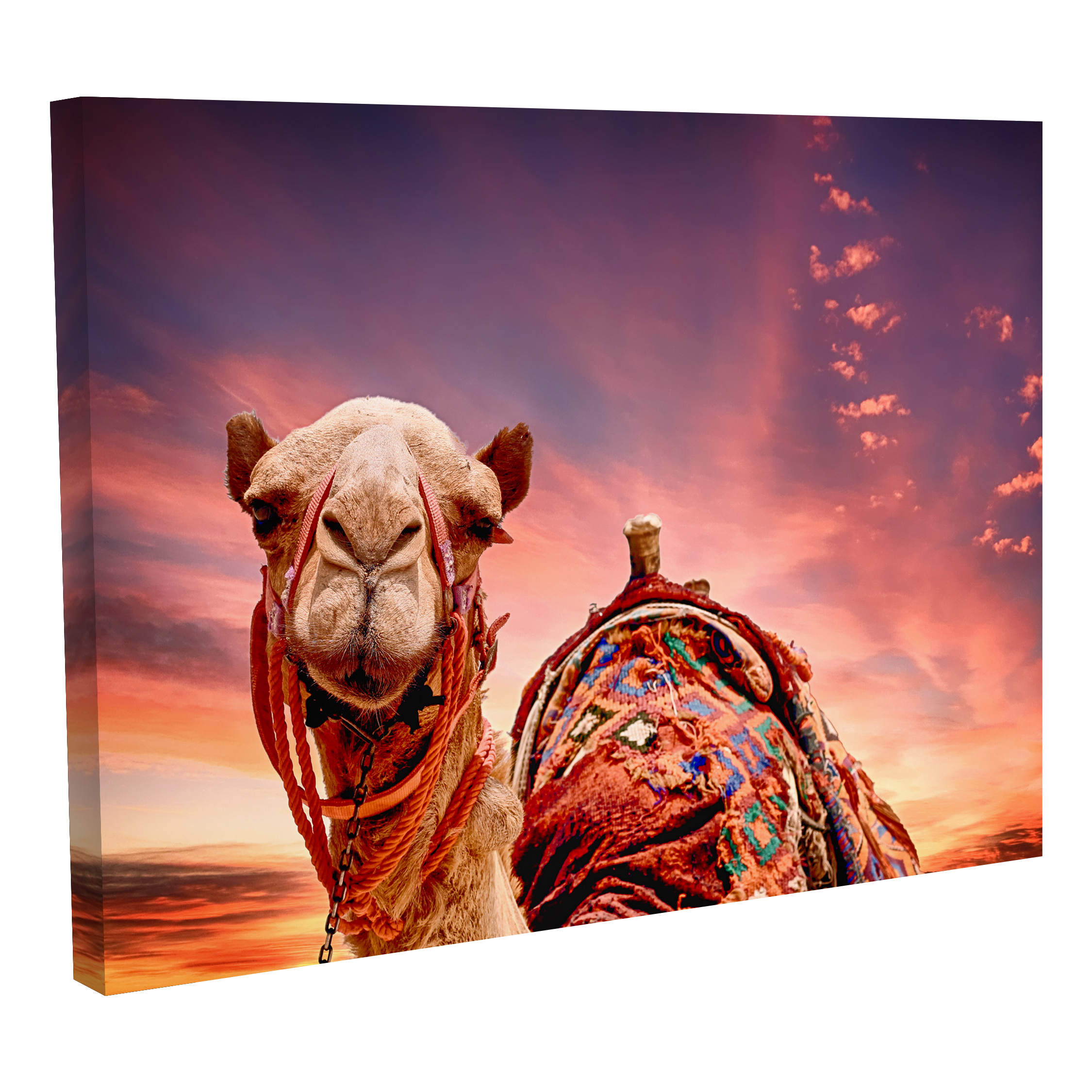 Camellos