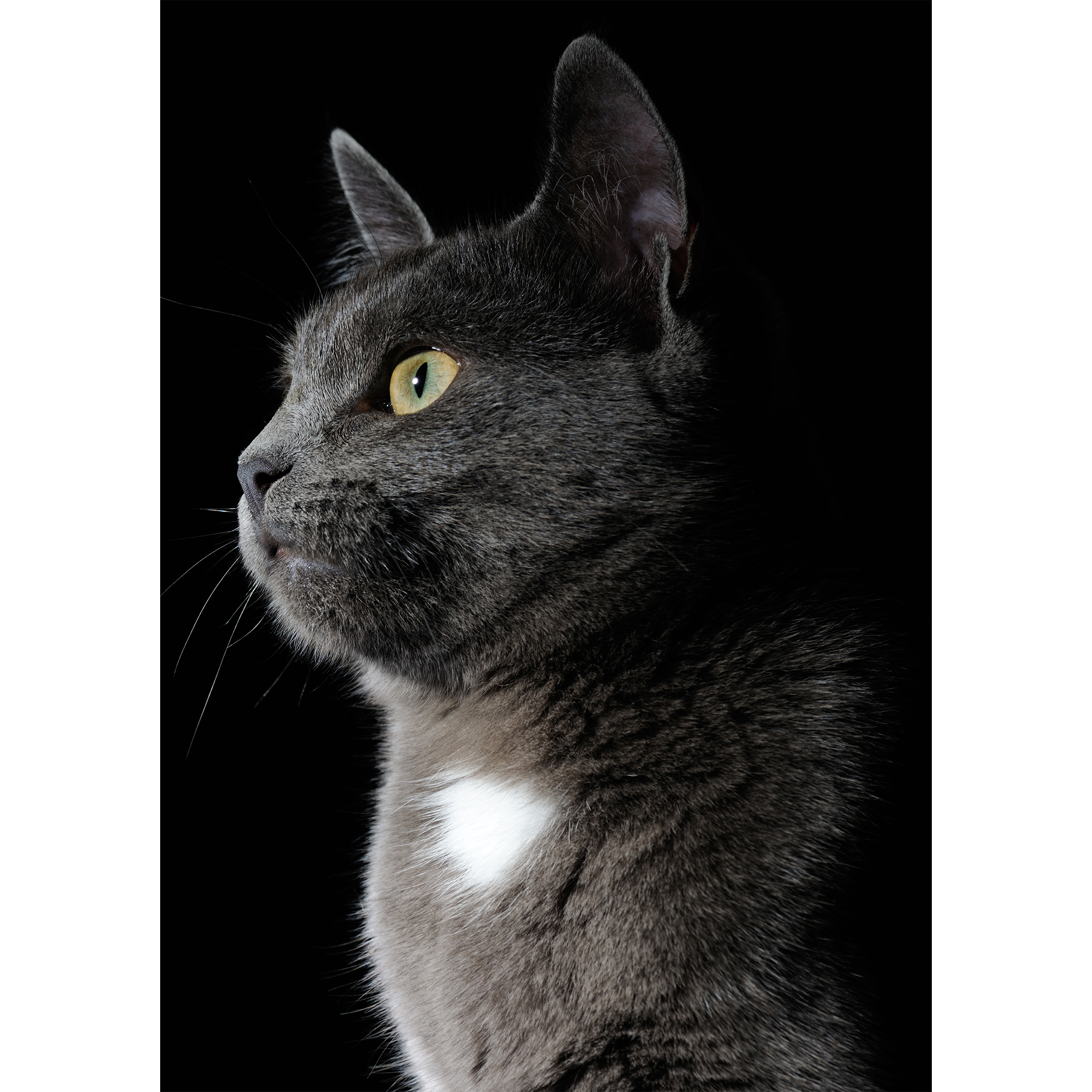 Gato