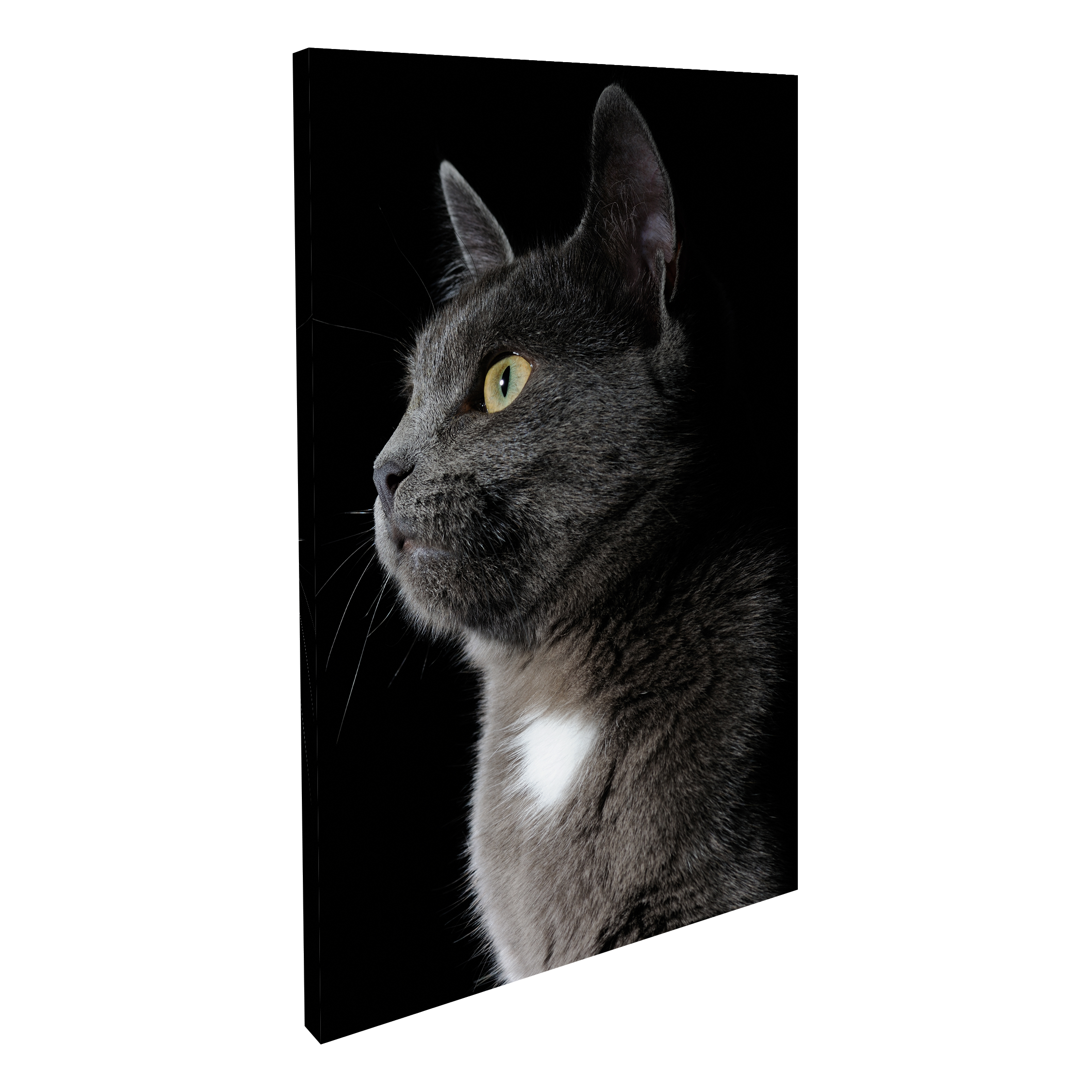 Gato