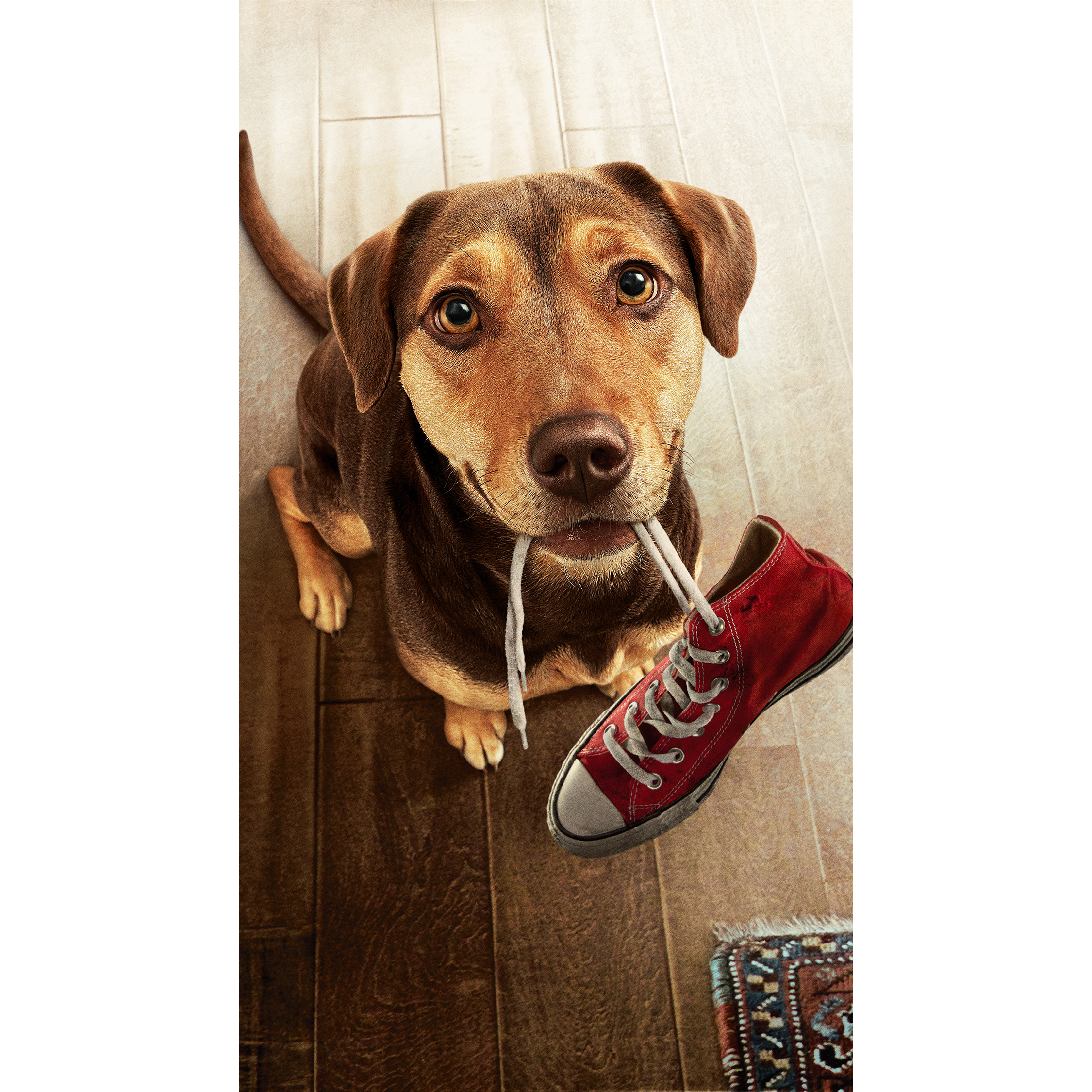 Perro