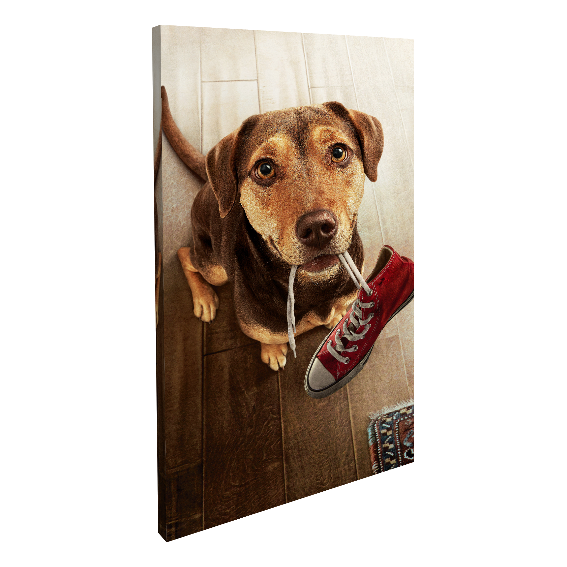 Perro