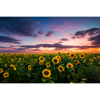 Girasoles