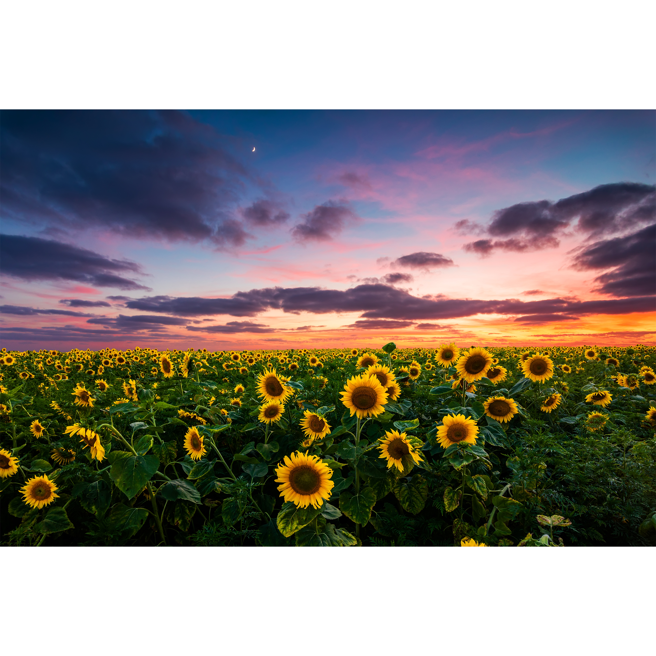 Girasoles