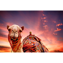 Camellos