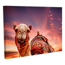 Camellos