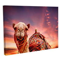 Camellos