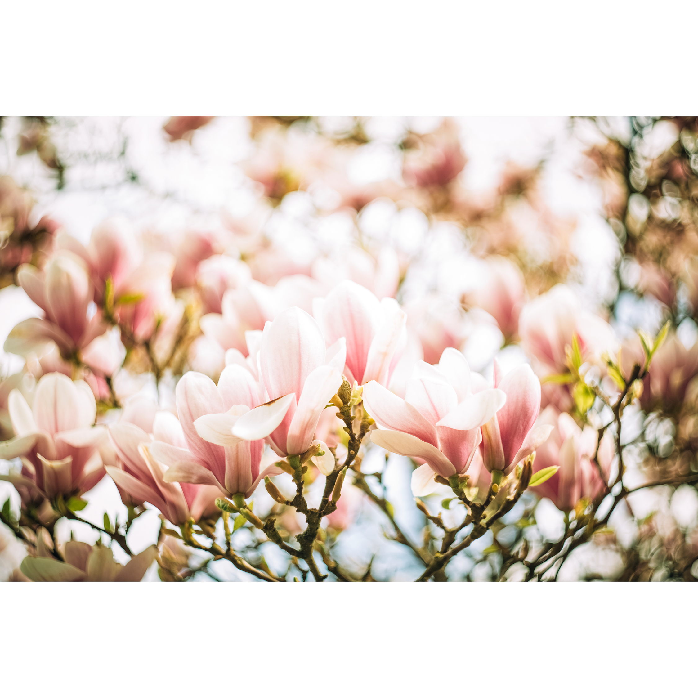 Magnolia