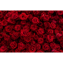 Rosas rojas