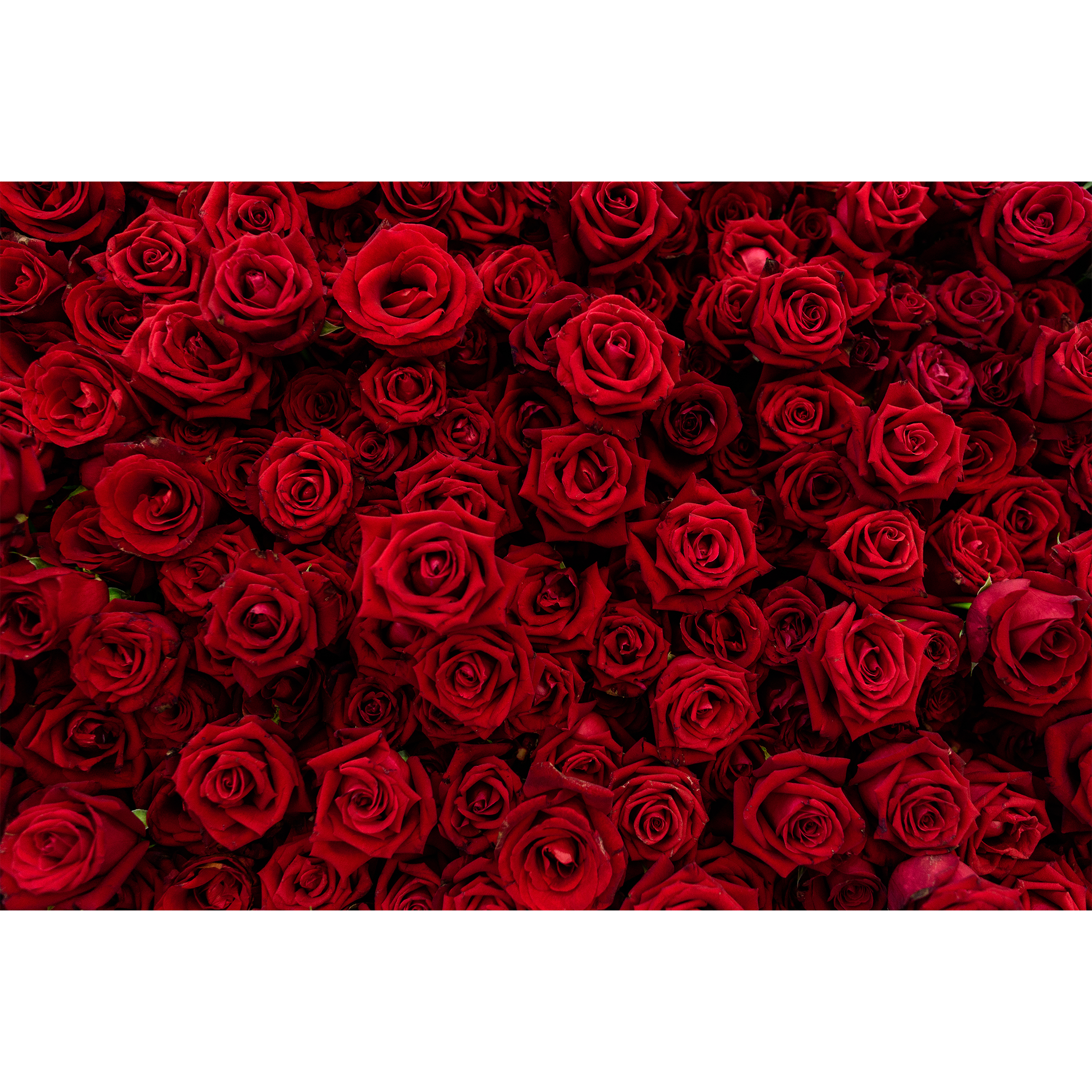 Rosas rojas