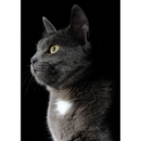 Gato