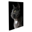 Gato