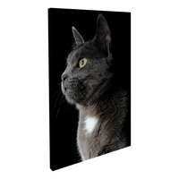 Gato