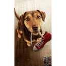 Perro